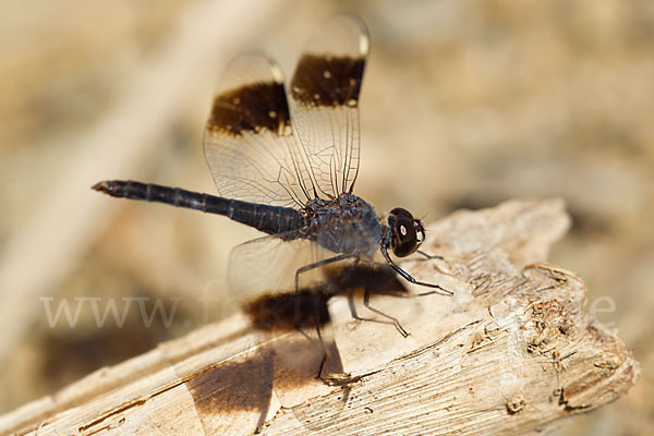 Nördlicher Treuer Kurzpfeil (Brachythemis impartita)