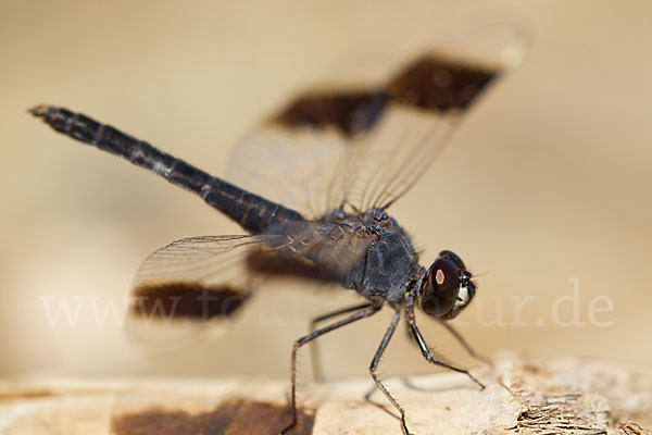 Nördlicher Treuer Kurzpfeil (Brachythemis impartita)