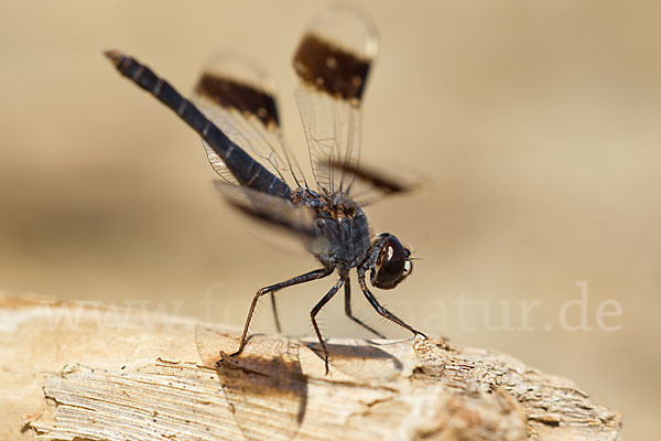 Nördlicher Treuer Kurzpfeil (Brachythemis impartita)