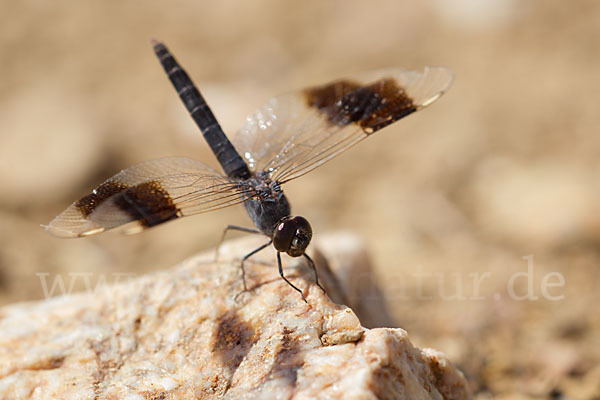 Nördlicher Treuer Kurzpfeil (Brachythemis impartita)