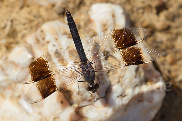 Nördlicher Treuer Kurzpfeil (Brachythemis impartita)