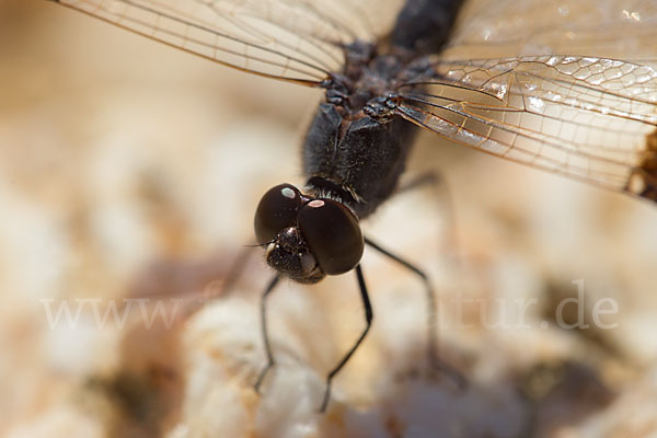 Nördlicher Treuer Kurzpfeil (Brachythemis impartita)