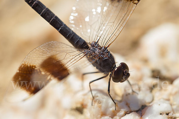 Nördlicher Treuer Kurzpfeil (Brachythemis impartita)