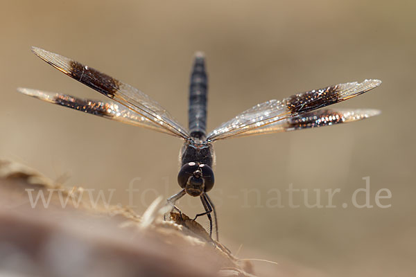 Nördlicher Treuer Kurzpfeil (Brachythemis impartita)