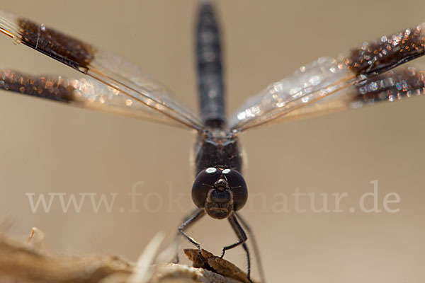 Nördlicher Treuer Kurzpfeil (Brachythemis impartita)