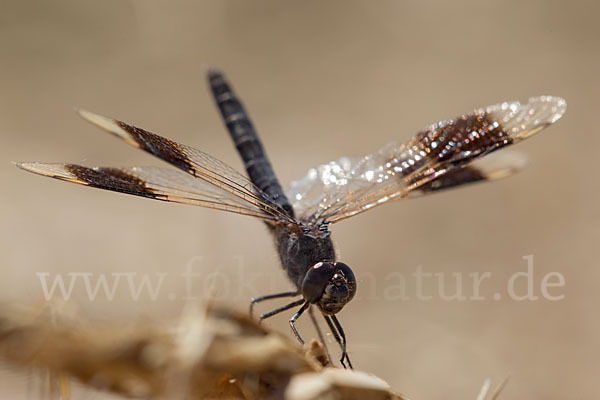 Nördlicher Treuer Kurzpfeil (Brachythemis impartita)