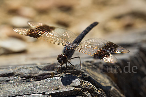 Nördlicher Treuer Kurzpfeil (Brachythemis impartita)