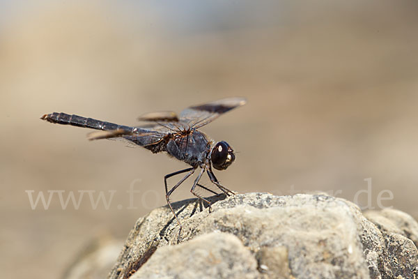 Nördlicher Treuer Kurzpfeil (Brachythemis impartita)