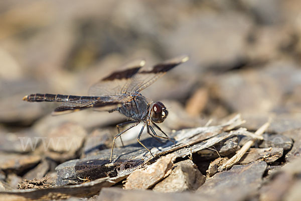 Nördlicher Treuer Kurzpfeil (Brachythemis impartita)