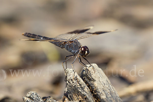 Nördlicher Treuer Kurzpfeil (Brachythemis impartita)