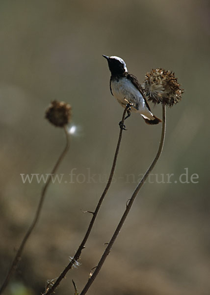 Nonnensteinschmätzer (Oenanthe pleschanka)