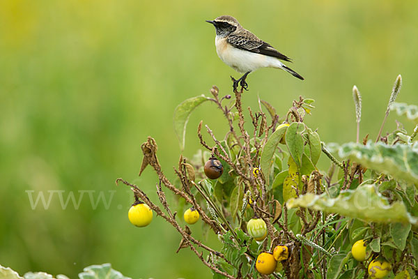 Nonnensteinschmätzer (Oenanthe pleschanka)