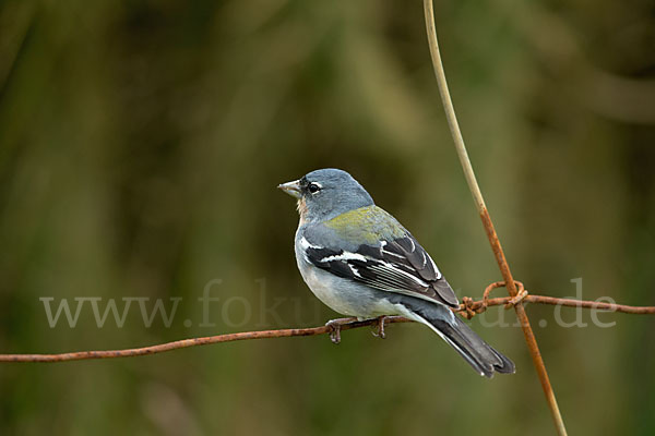 Nordafrikanischer Buchfink (Fringilla coelebs africana)