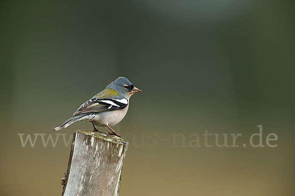 Nordafrikanischer Buchfink (Fringilla coelebs africana)