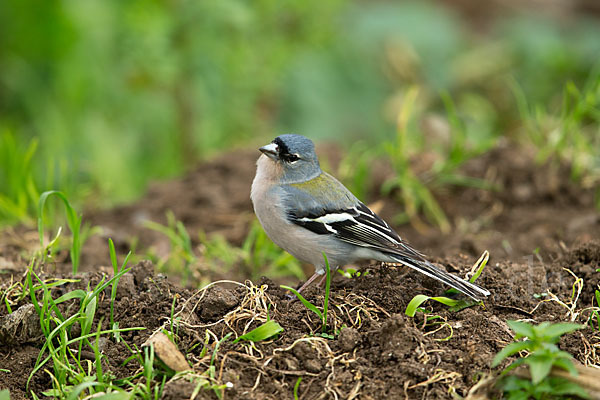 Nordafrikanischer Buchfink (Fringilla coelebs africana)