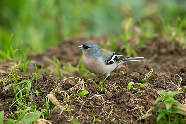 Nordafrikanischer Buchfink (Fringilla coelebs africana)