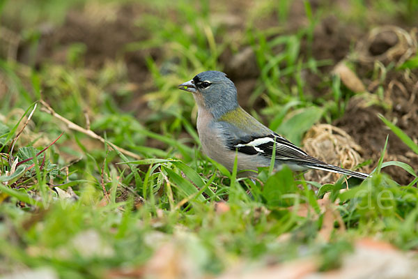 Nordafrikanischer Buchfink (Fringilla coelebs africana)