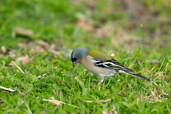 Nordafrikanischer Buchfink (Fringilla coelebs africana)