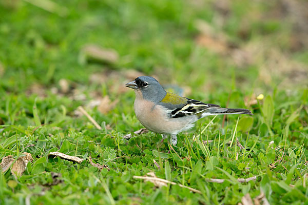 Nordafrikanischer Buchfink (Fringilla coelebs africana)