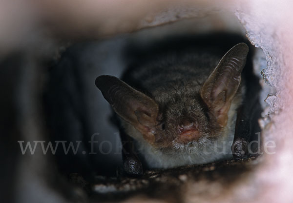 Nordafrikanisches Mausohr (Myotis punicus)