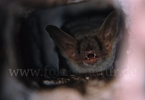 Nordafrikanisches Mausohr (Myotis punicus)