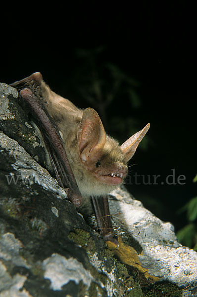 Nordafrikanisches Mausohr (Myotis punicus)