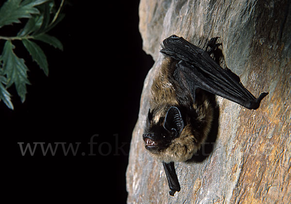 Nordfledermaus (Eptesicus nilssoni)