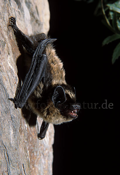 Nordfledermaus (Eptesicus nilssoni)