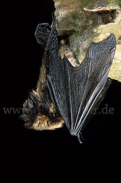 Nordfledermaus (Eptesicus nilssoni)