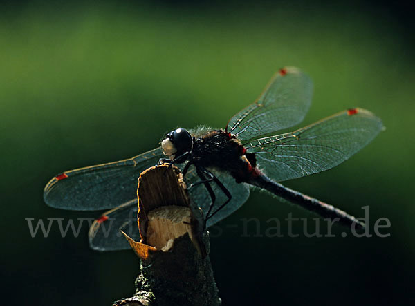 Nordische Moosjungfer (Leucorrhinia rubicunda)