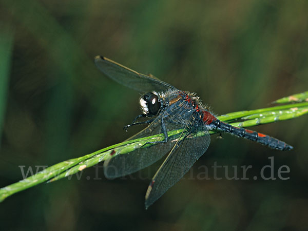 Nordische Moosjungfer (Leucorrhinia rubicunda)