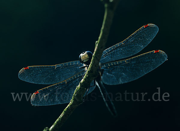 Nordische Moosjungfer (Leucorrhinia rubicunda)