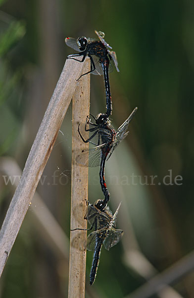 Nordische Moosjungfer (Leucorrhinia rubicunda)