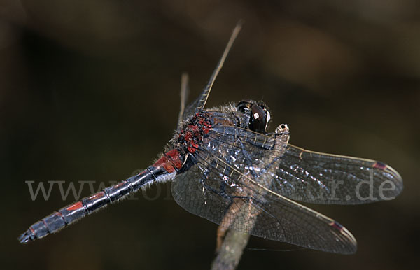 Nordische Moosjungfer (Leucorrhinia rubicunda)