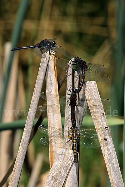 Nordische Moosjungfer (Leucorrhinia rubicunda)