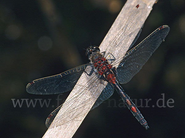 Nordische Moosjungfer (Leucorrhinia rubicunda)