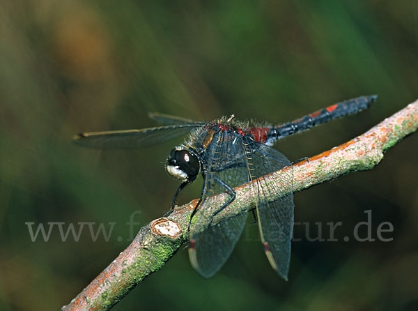 Nordische Moosjungfer (Leucorrhinia rubicunda)