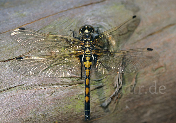 Nordische Moosjungfer (Leucorrhinia rubicunda)