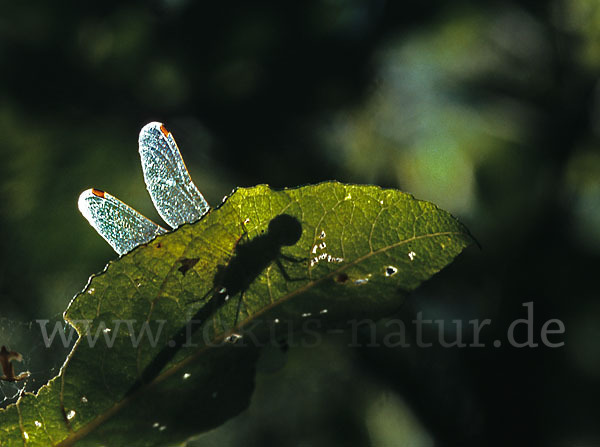 Nordische Moosjungfer (Leucorrhinia rubicunda)