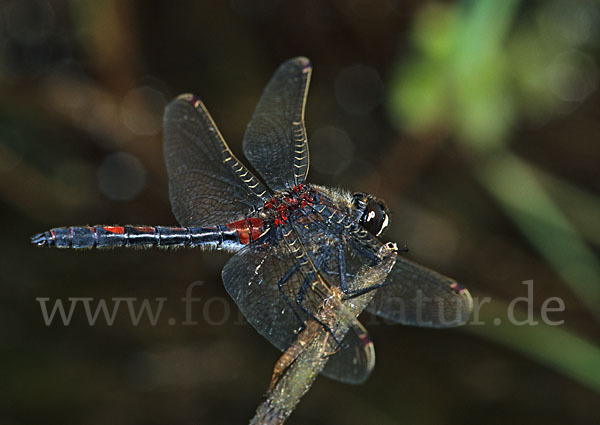 Nordische Moosjungfer (Leucorrhinia rubicunda)