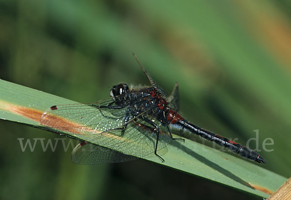 Nordische Moosjungfer (Leucorrhinia rubicunda)