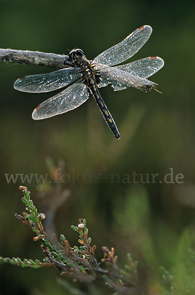 Nordische Moosjungfer (Leucorrhinia rubicunda)