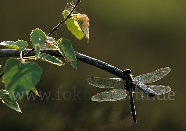 Nordische Moosjungfer (Leucorrhinia rubicunda)