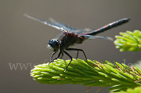 Nordische Moosjungfer (Leucorrhinia rubicunda)