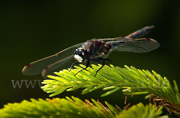 Nordische Moosjungfer (Leucorrhinia rubicunda)