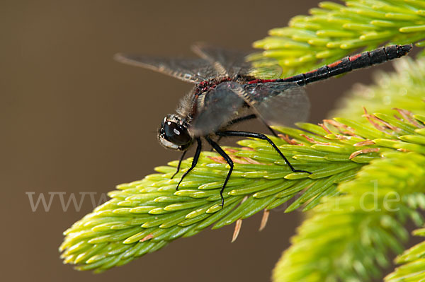 Nordische Moosjungfer (Leucorrhinia rubicunda)