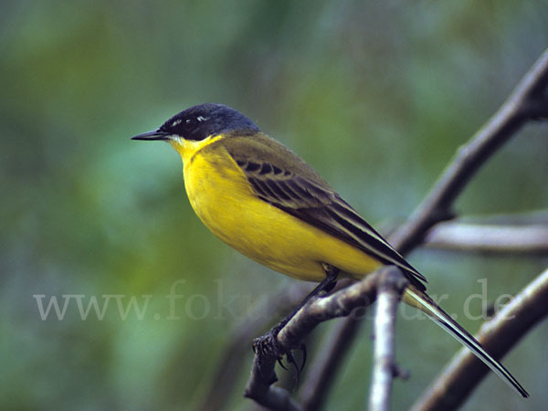 Nordische Schafstelze (Motacilla flava thunbergi)