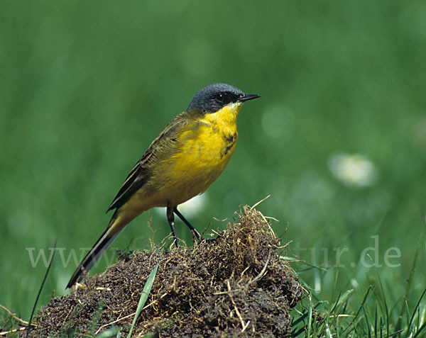Nordische Schafstelze (Motacilla flava thunbergi)