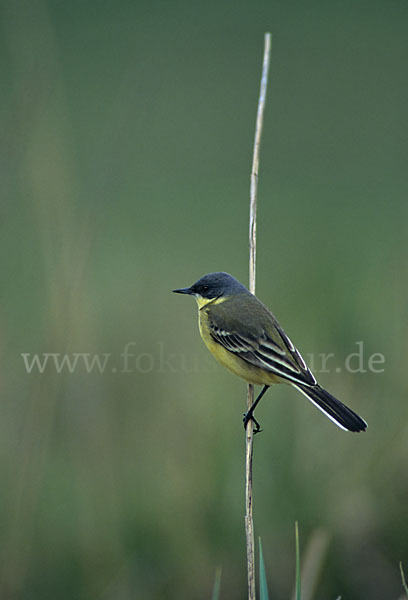 Nordische Schafstelze (Motacilla flava thunbergi)