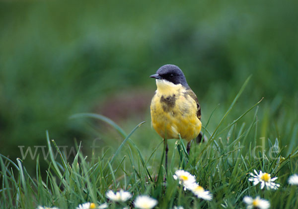 Nordische Schafstelze (Motacilla flava thunbergi)